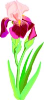 IRIS1.WMF
