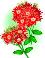 DR_PHLOX.WMF