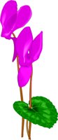 CYCLAMEN.WMF
