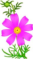 COSMOS.WMF