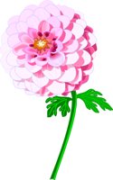 CHRYSAN1.WMF