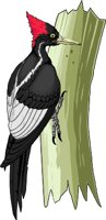 WOODPECK.WMF