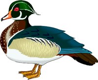WOODDUCK.WMF