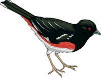 TOWHEE.WMF