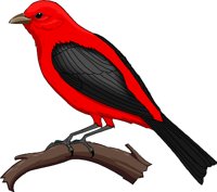 TANAGER.WMF