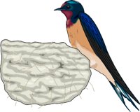 SWALLOW.WMF