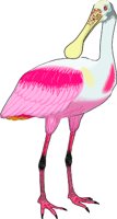 SPOONBIL.WMF