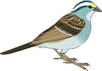 SPARROW.WMF