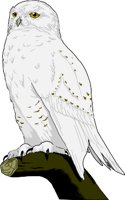 SNOWYOWL.WMF