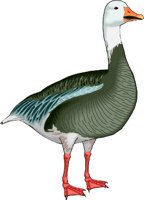 S-GOOSE.WMF