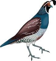 QUAIL.WMF