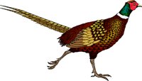 PHEASANT.WMF