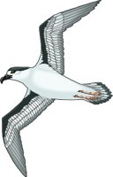 PETREL.WMF