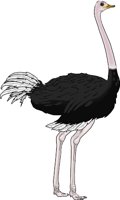 OSTRICH.WMF