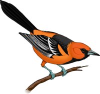 ORIOLE.WMF