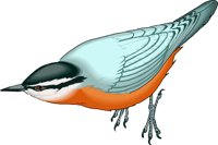 NUTHATCH.WMF