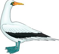 M-BOOBY.WMF