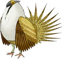GROUSE.WMF