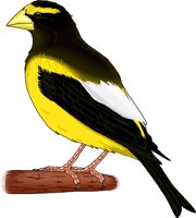 GROSBEAK.WMF