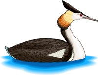 GREBE.WMF