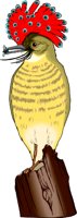 FLYCATCH.WMF