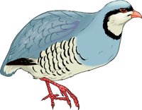 CHUKAR.WMF