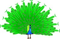 PEACOCK2.WMF