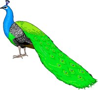 PEACOCK1.WMF