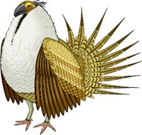 GROUSE.WMF