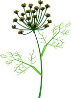 DILL.WMF