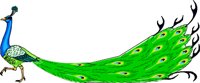 PEACOCK.WMF
