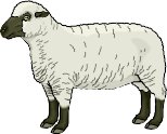 SHEEP.WMF
