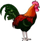 ROOSTER.WMF