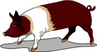 PIG.WMF