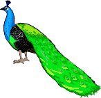 PEACOCK1.WMF