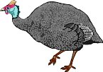 GUINEA.WMF