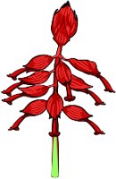 SALVIA.WMF