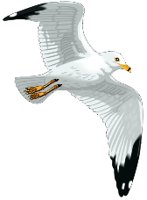 RBGULL.WMF