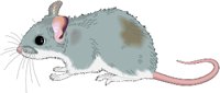MOUSE1.WMF