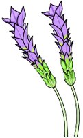 LAVENDER.WMF