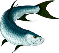 TARPON.WMF