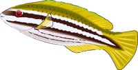 STRIPEDP.WMF