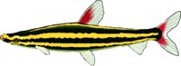 STRIPED.WMF