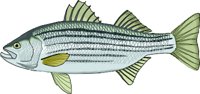 STRIBASS.WMF