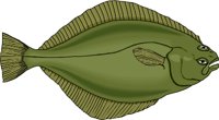 SOLE.WMF