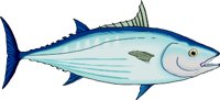 SKIPJACK.WMF