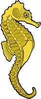 SEAHORSE.WMF