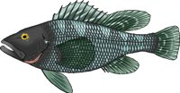 SEABASS.WMF