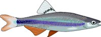 SAILFIN.WMF