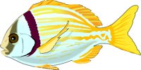 PORKFISH.WMF